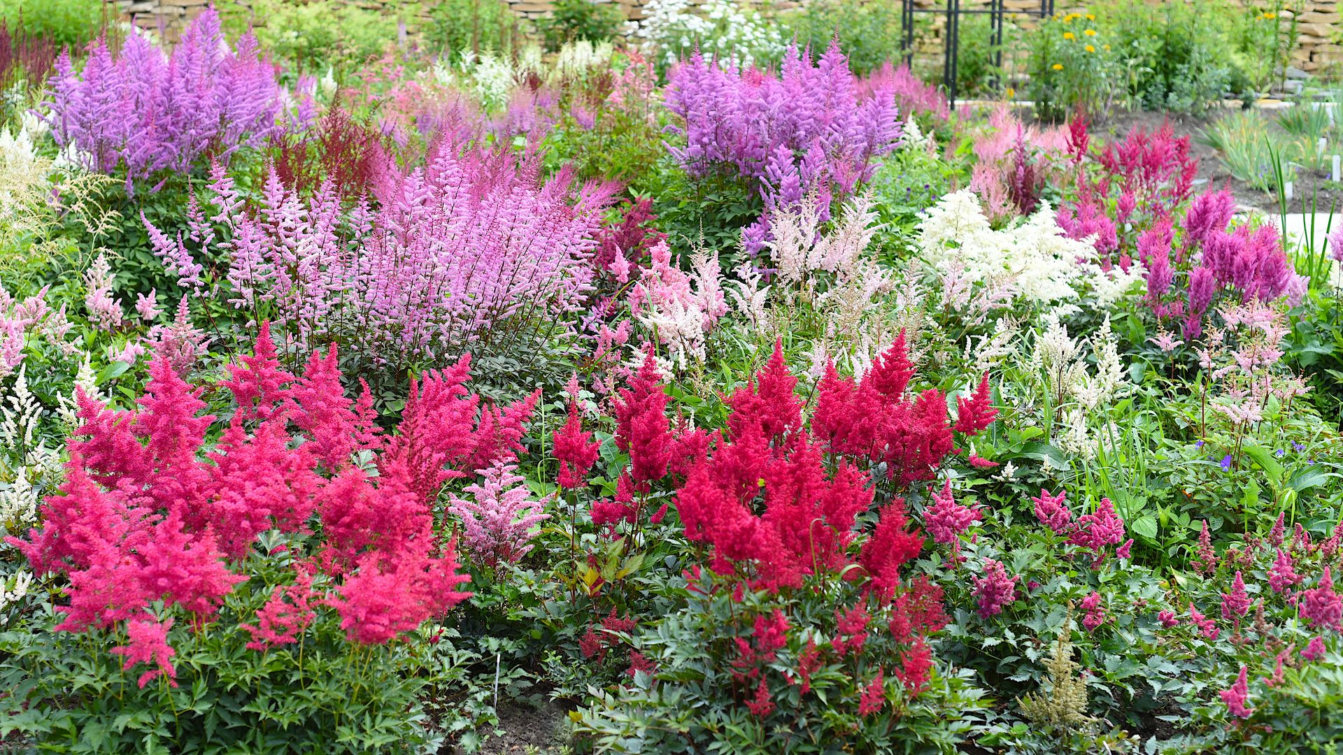Jardín con astilbes de diferentes colores.