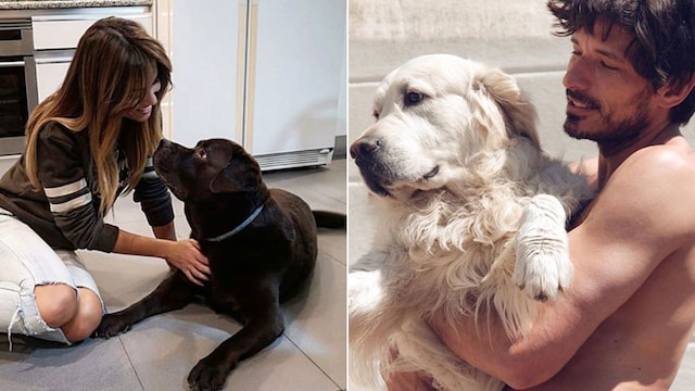 lara velencoso perros