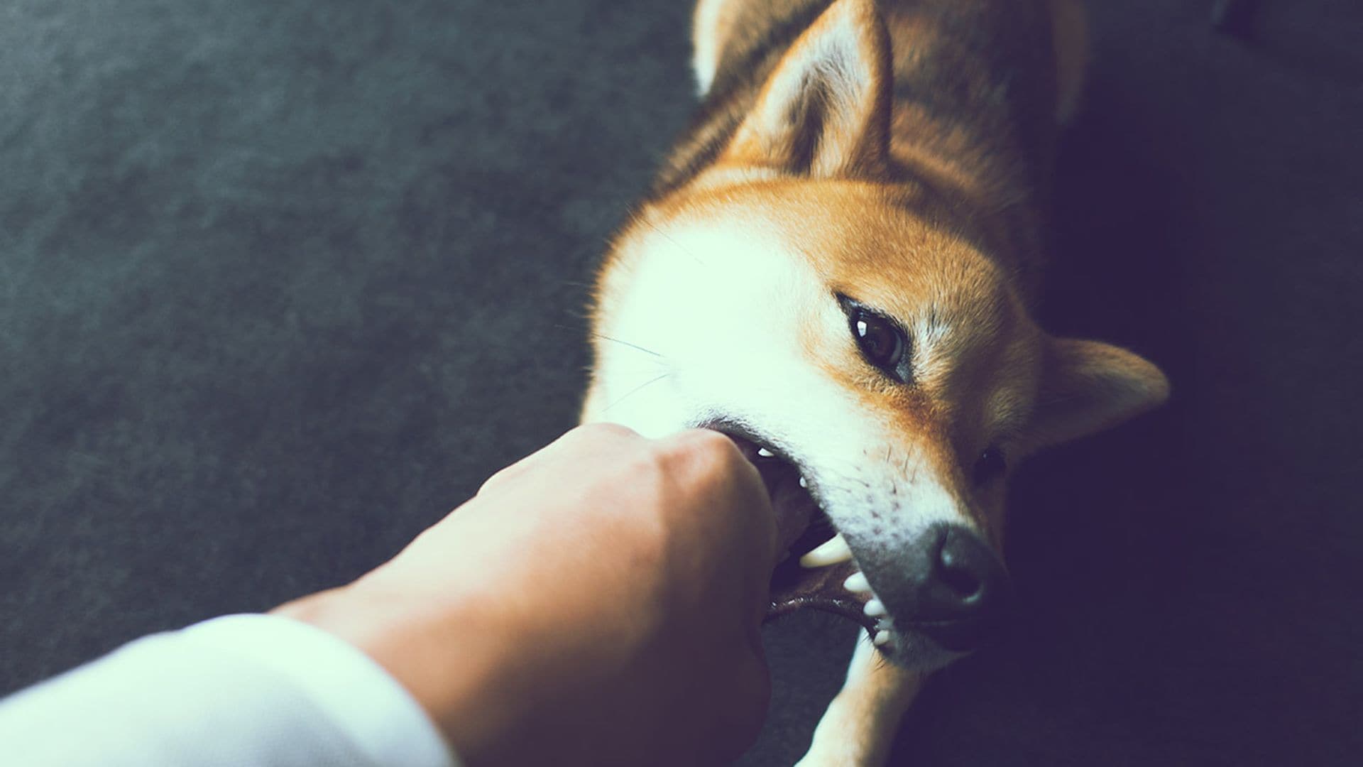 ¿Qué ocurre legalmente si un perro muerde a una persona?