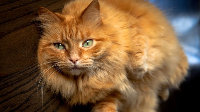 portada_gatos_pescado
