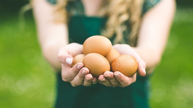 huevos ecologicos
