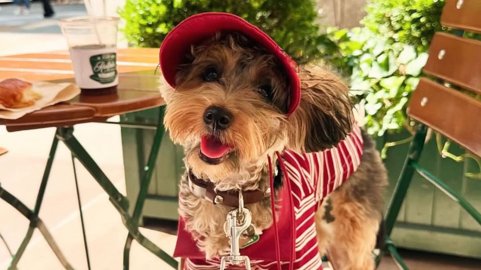 Restaurantes pet friendly CDMX