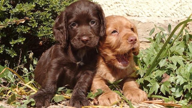 cocker spaniel
