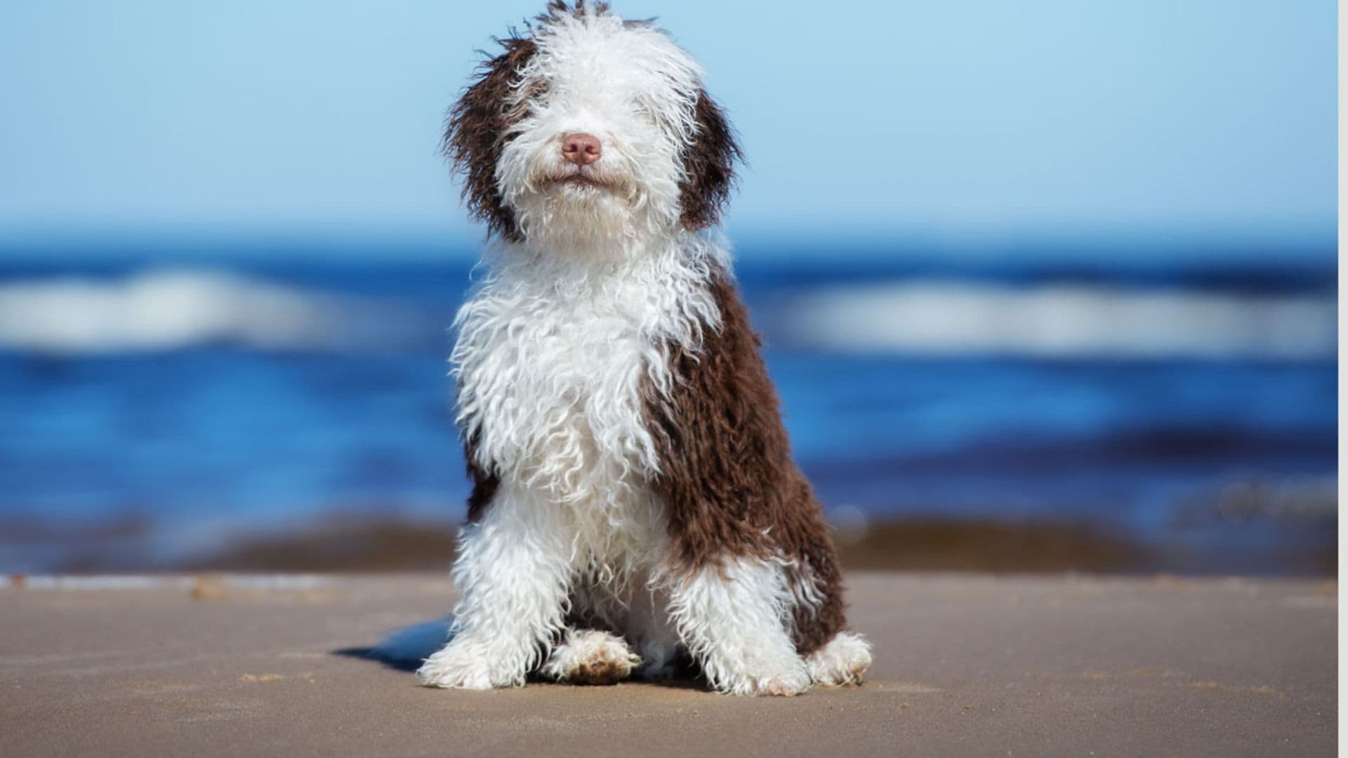 Estas son algunas de las 33 razas de perro españolas autóctonas