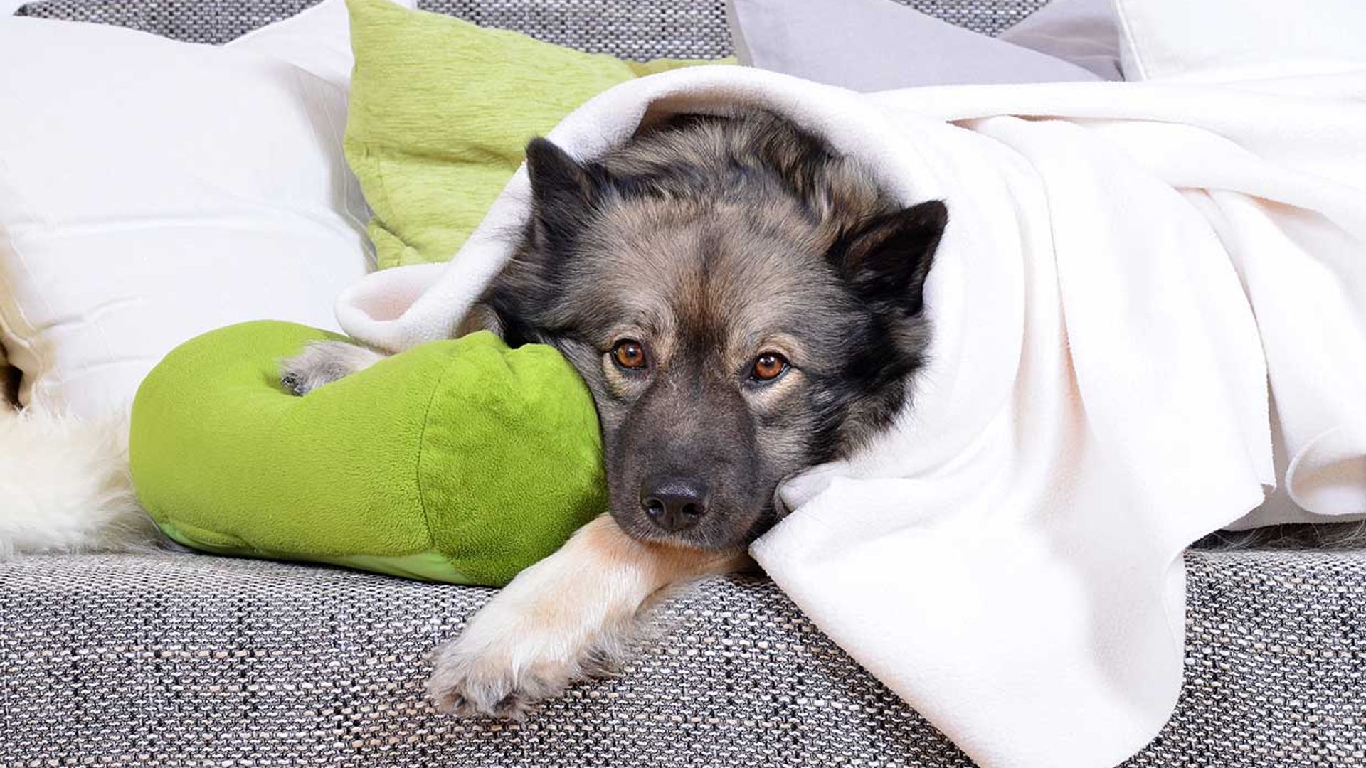 Señales que te indican que tu perro está aburrido y que debes tener en cuenta