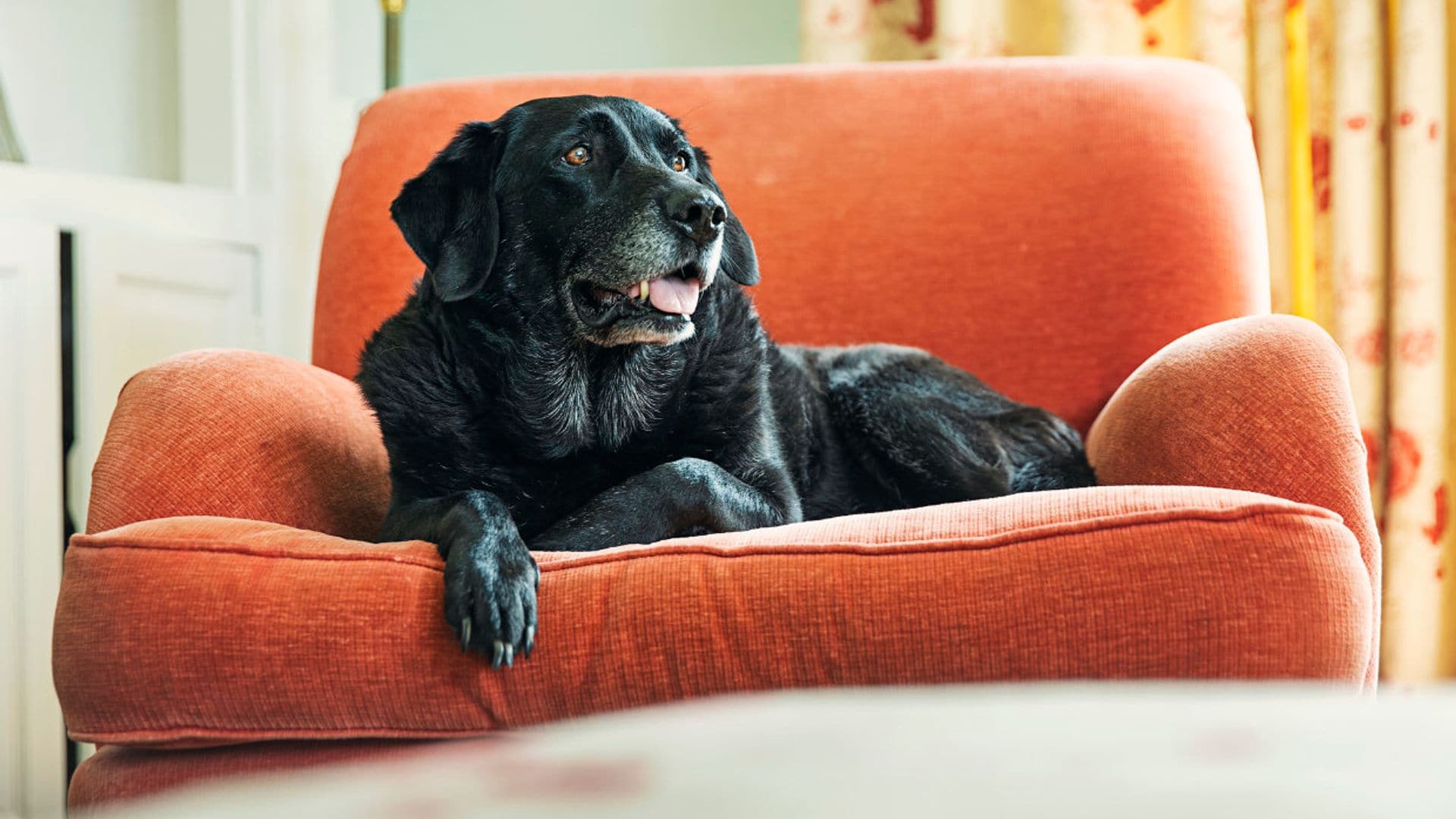 Estas 9 señales te indican que tu perro se hace mayor