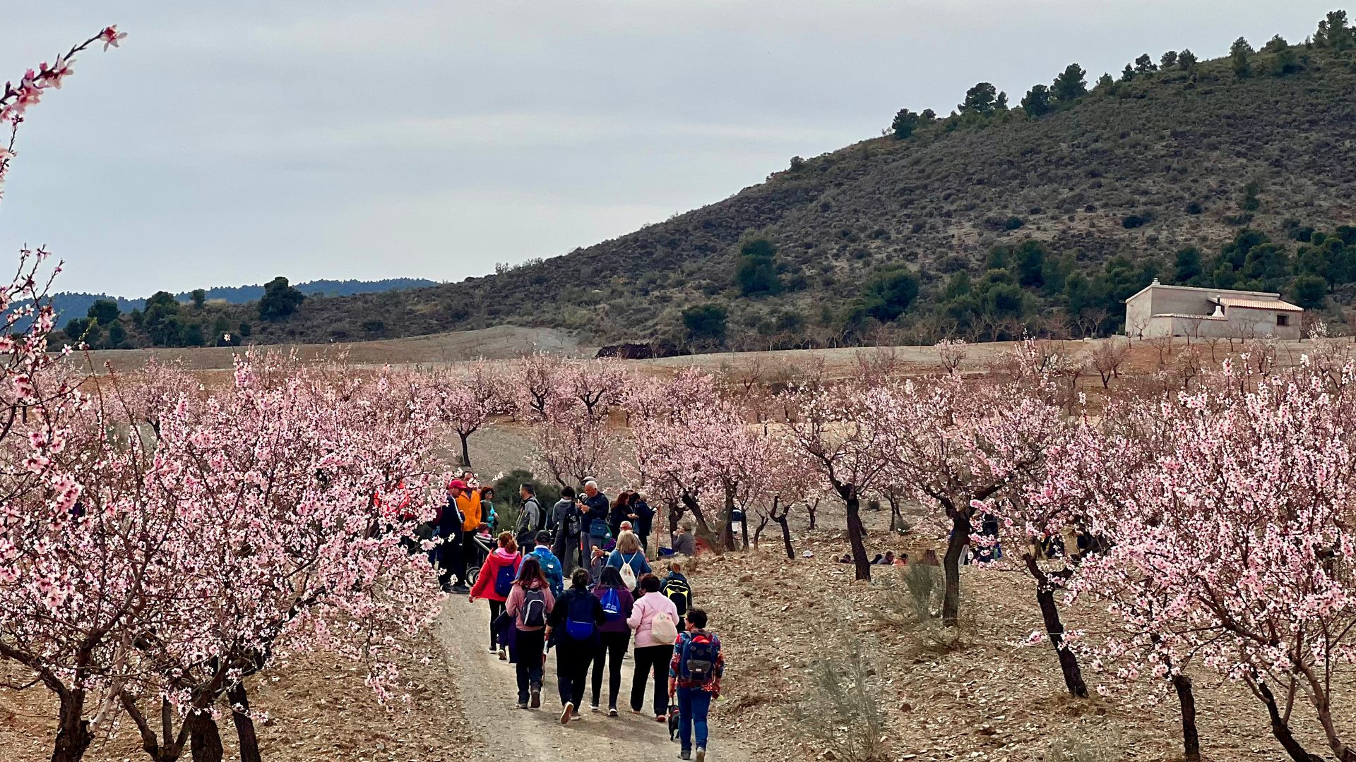 floración de almendros en Oria, Almería