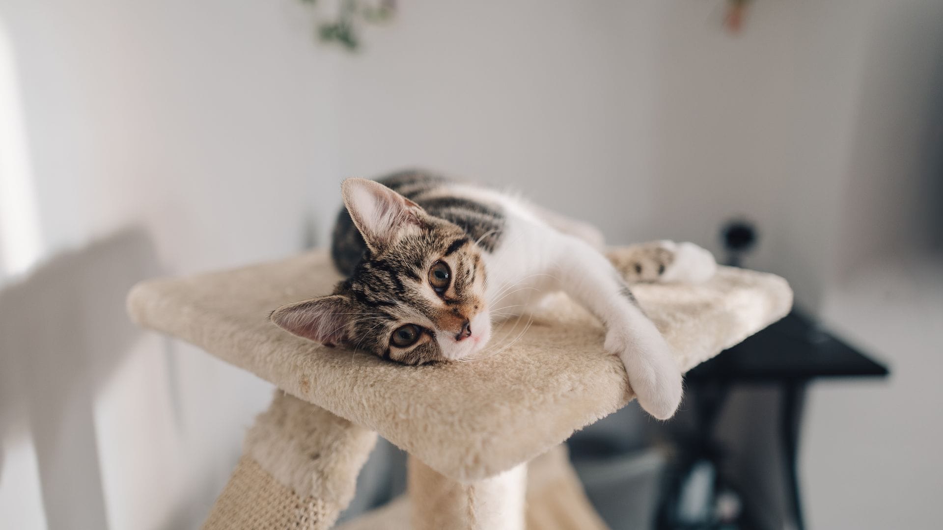 Gato sobre un árbol de gato
