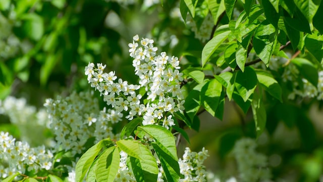 Una rama del cerezo en racimos o Prunus padusUna rama del cerezo en racimos o Prunus padus