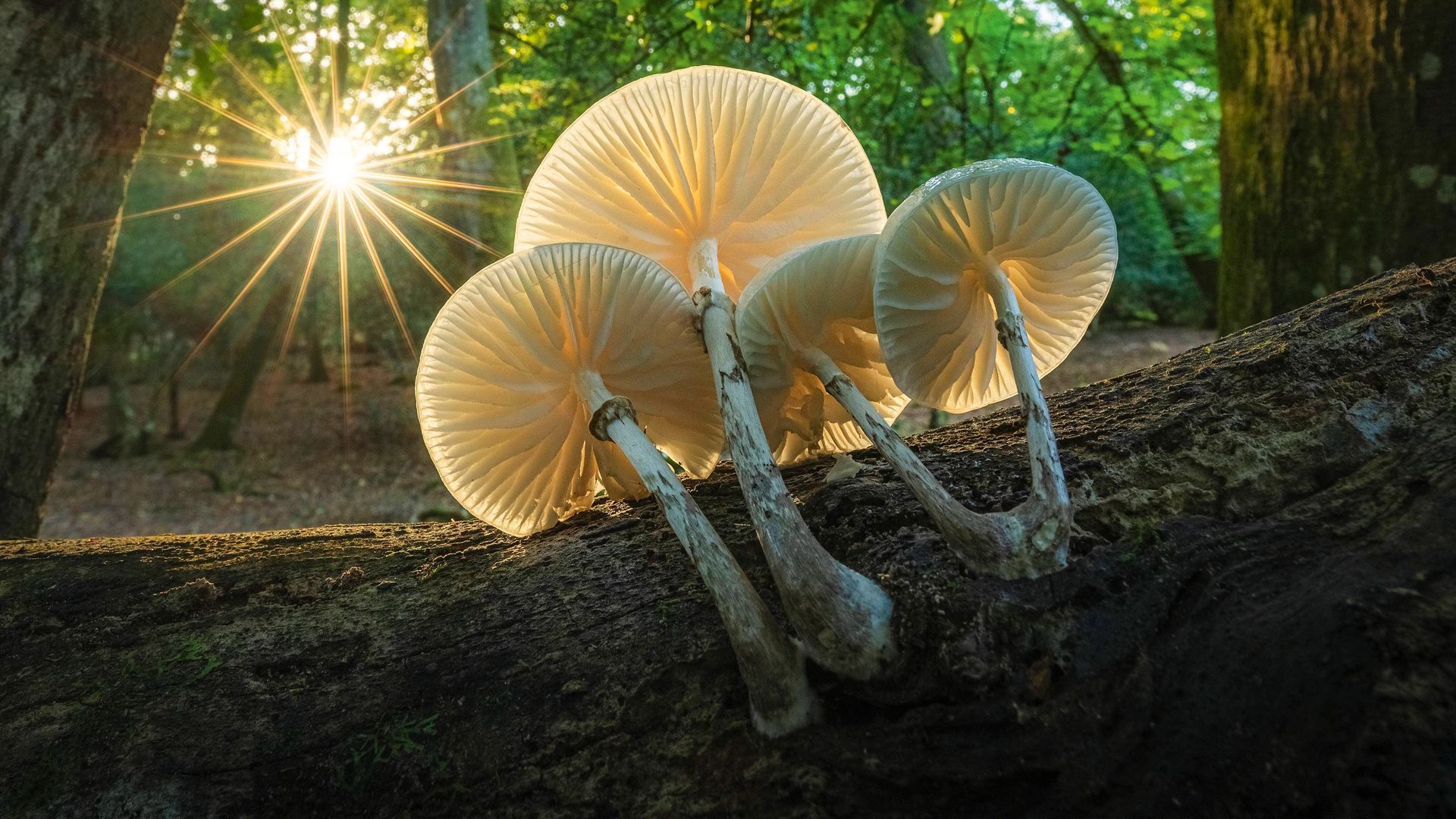 Porcelain fungus