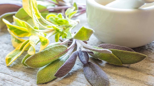 salvia