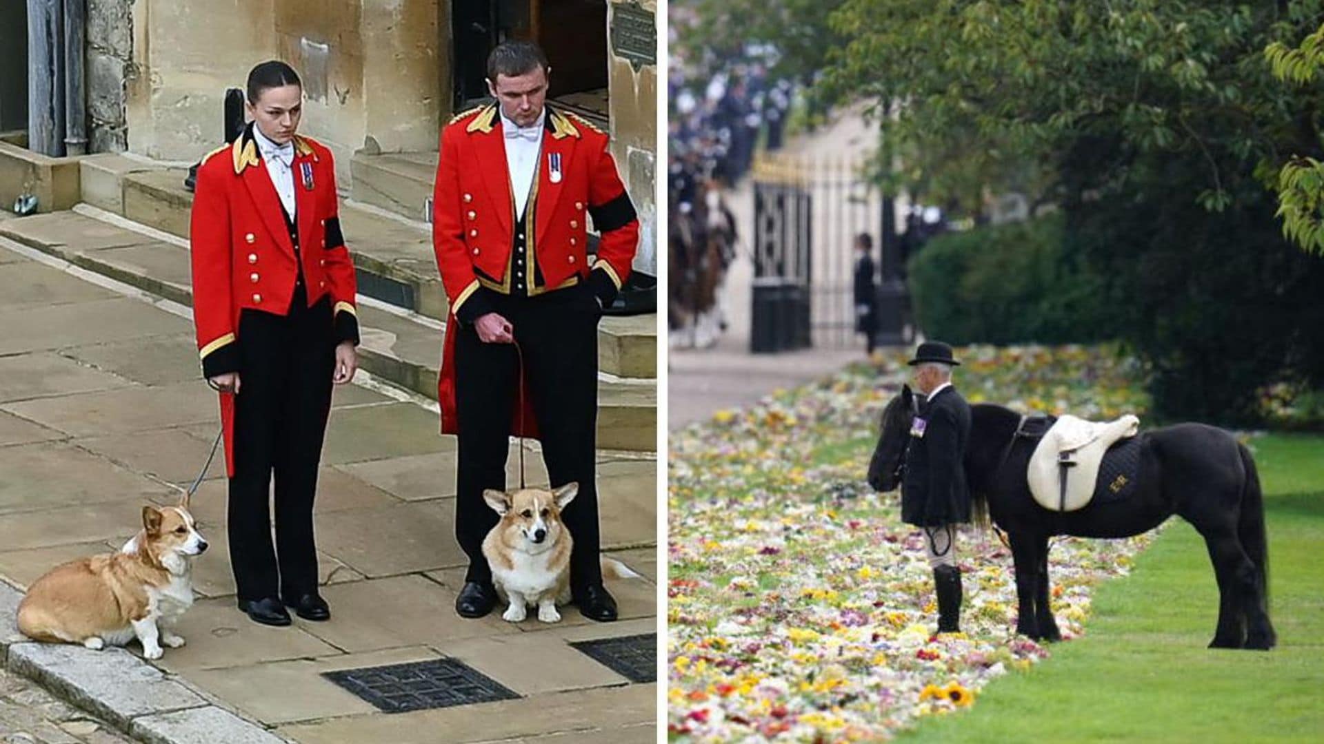 Los corgis y el poni de la reina Isabel II, fidelidad hasta el último momento