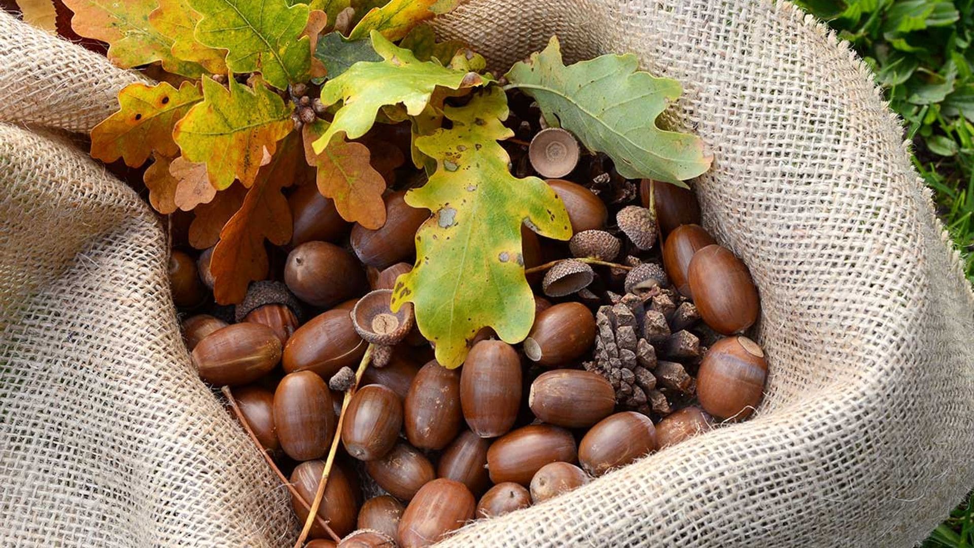 La bellota: el renacer de un alimento con increíbles propiedades