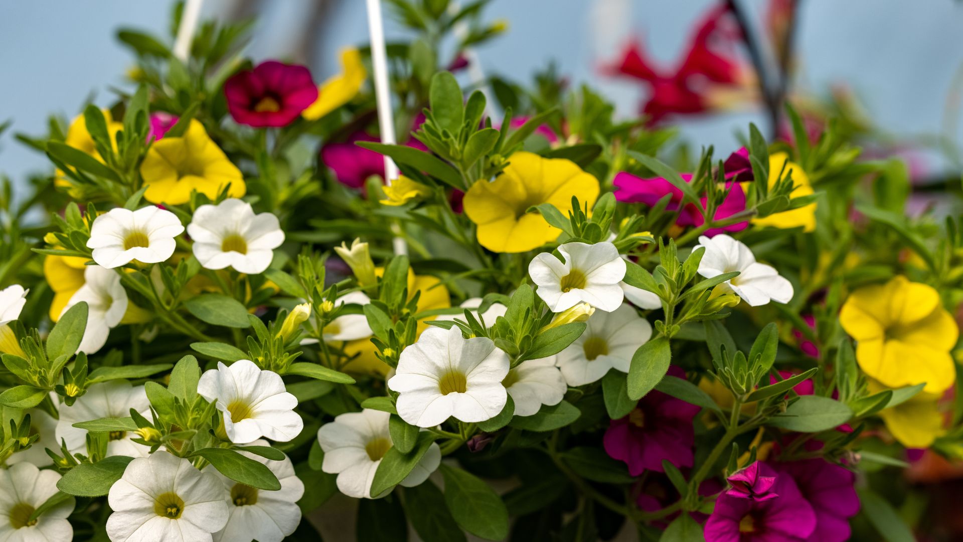 Así se cuida la calibrachoa, una flor emparentada con la petunia pero con flores más pequeñas