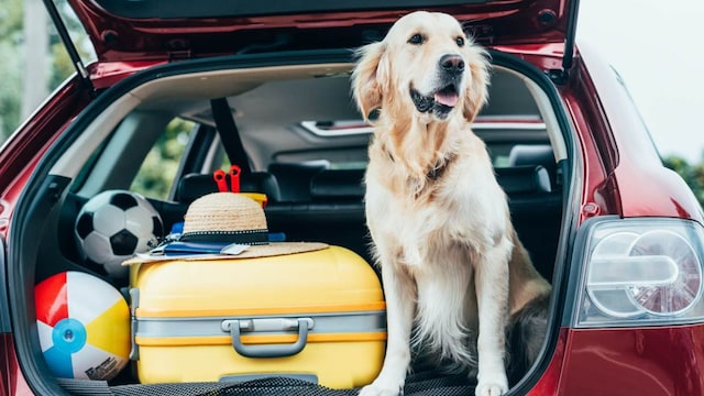 perro vacaciones