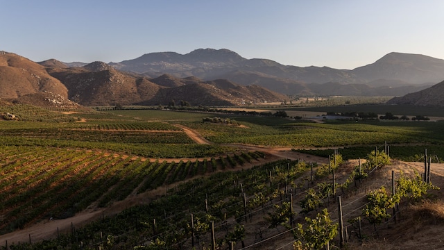 Valle de Guadalupe