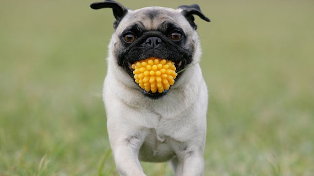 portada_perros_ejercicio