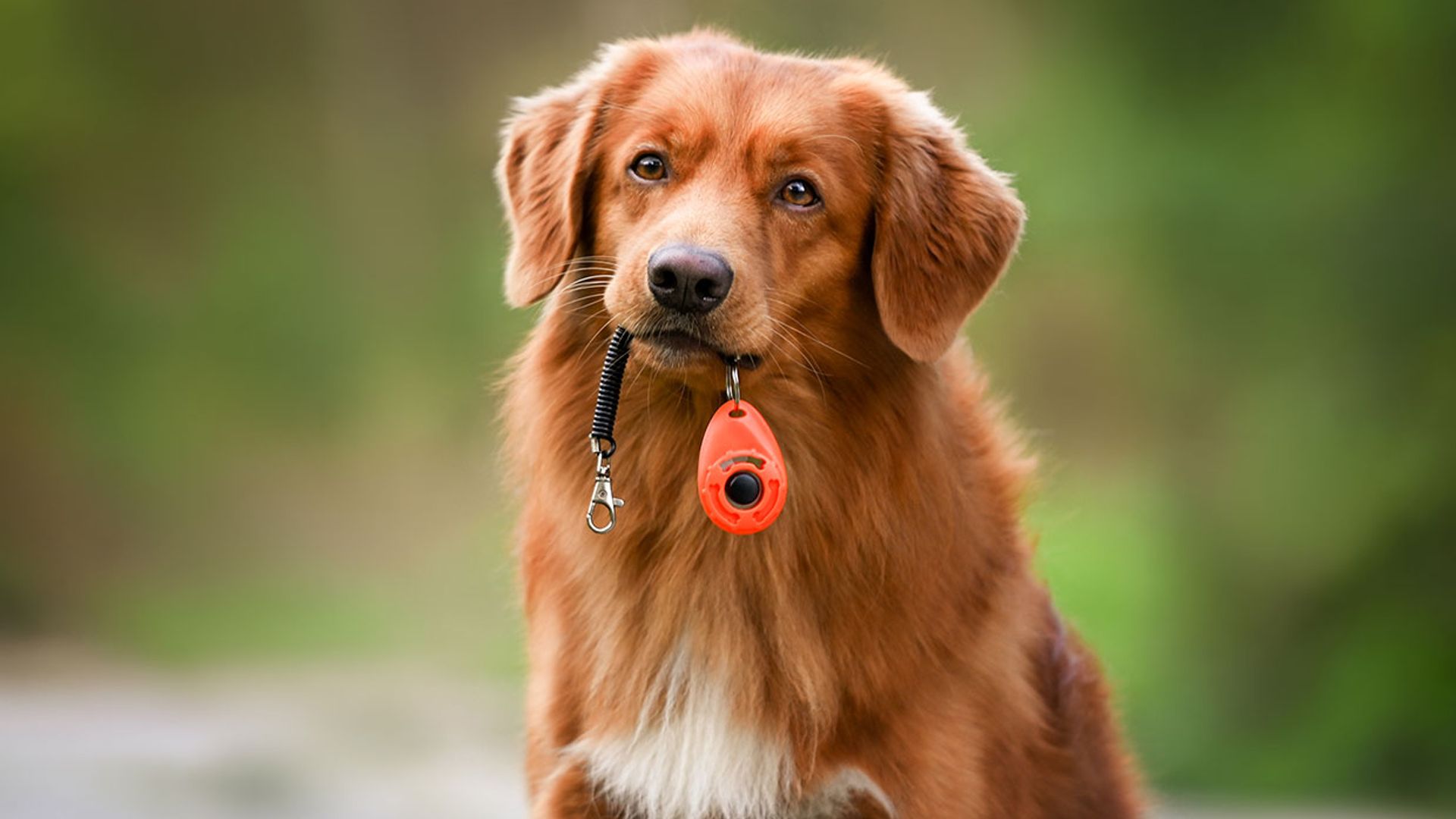 ¿Qué es un ‘clicker’ y por qué sirve para adiestrar a perros y gatos?