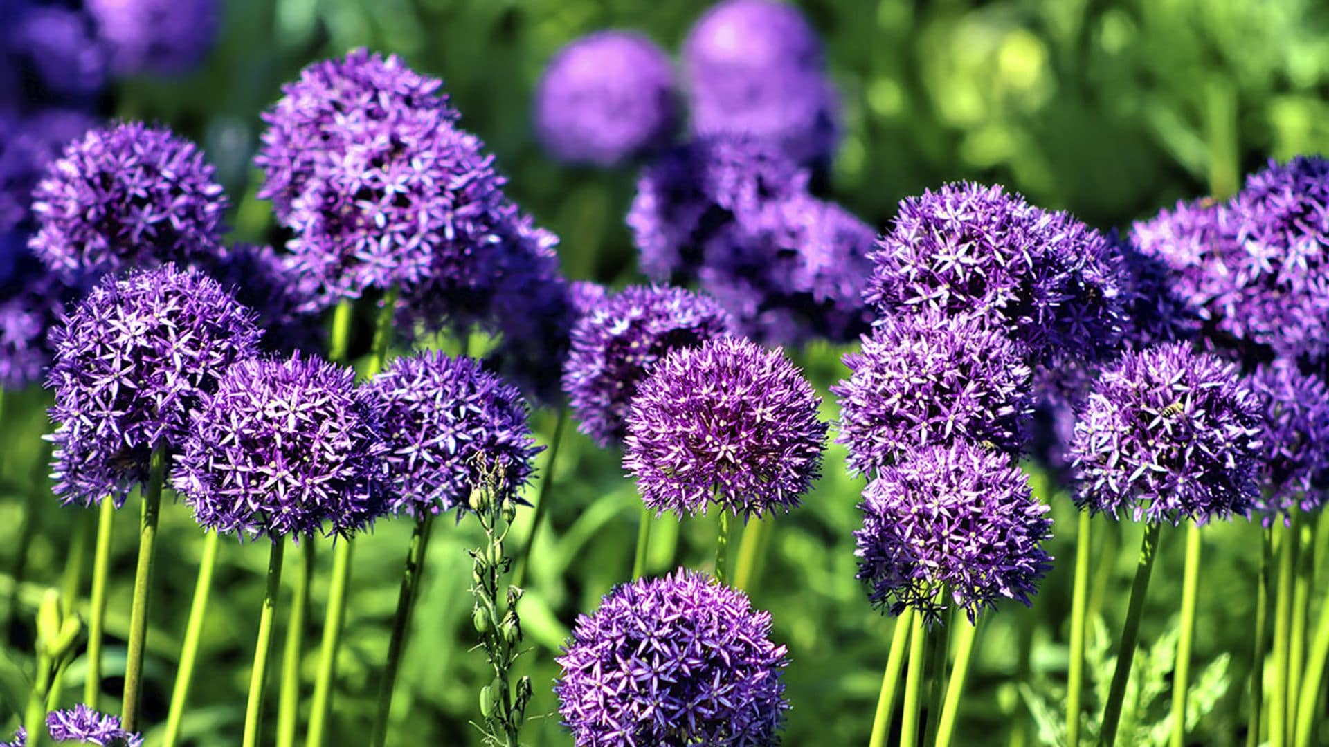 Cuidados del allium ornamental: la flor que necesita tu jardín