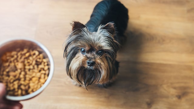 Un perro delante de su plato de comida