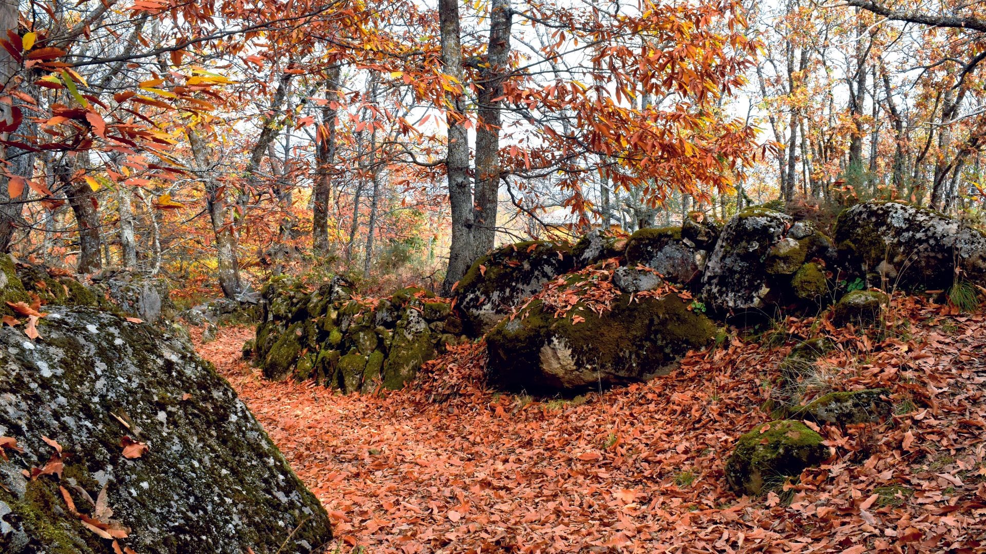 CASTAÑAR DE LAS ROZAS DE PUERTO REAL Bosque Madrid