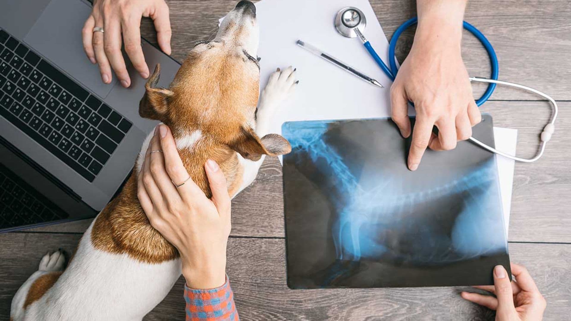 Ejercicios para perros que tienen problemas en las caderas