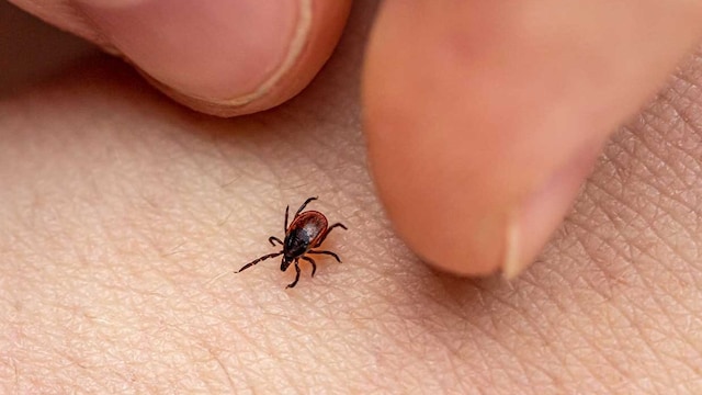lyme