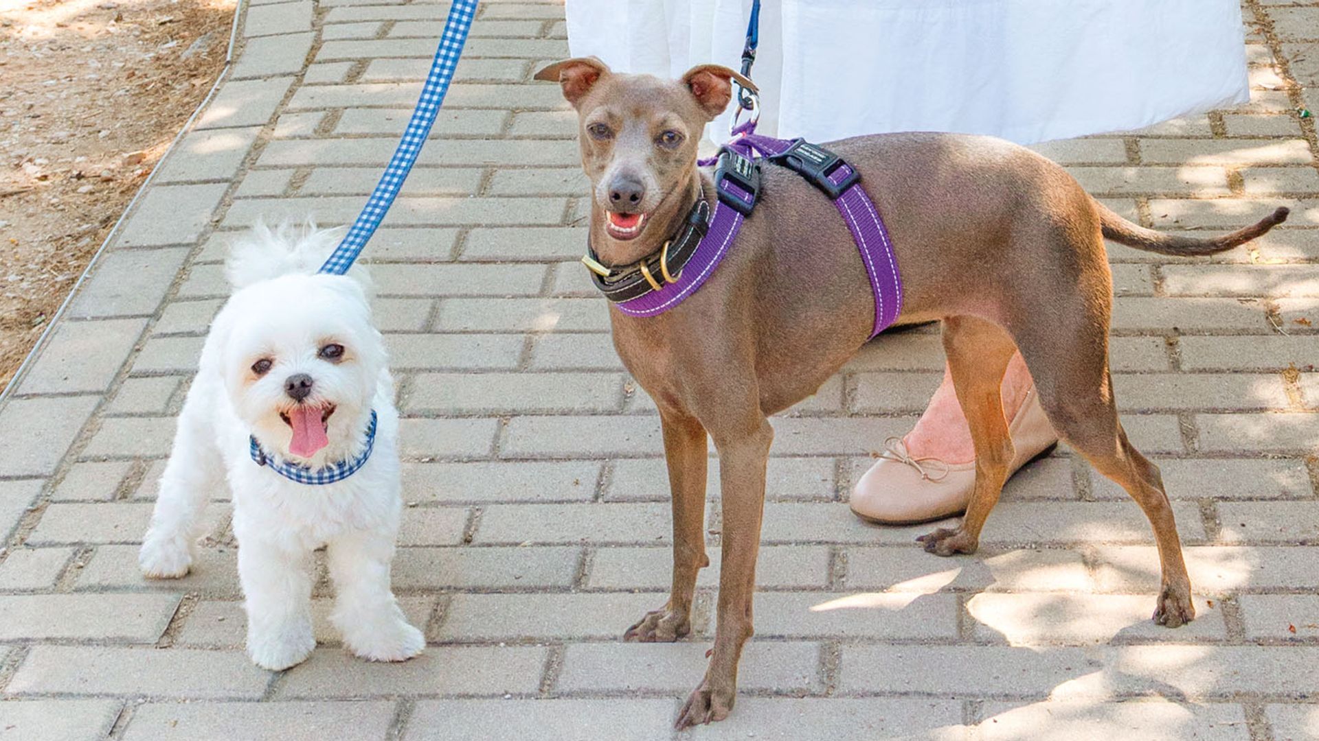 Belinda Washington de paseo junto a sus mascotas, Bambi y Greta