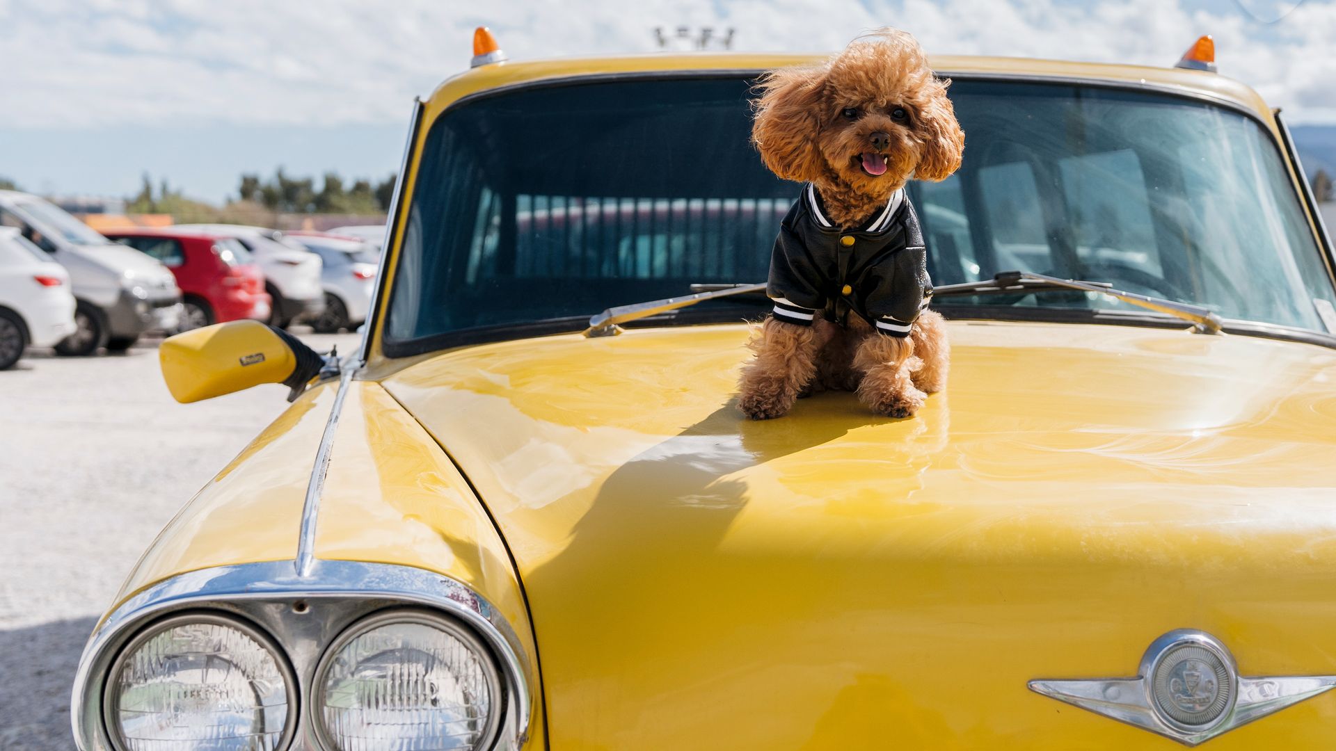 Perro encima de un coche amarillo.