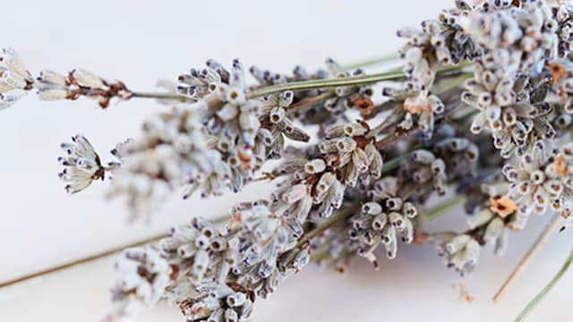 quemaduras lavanda