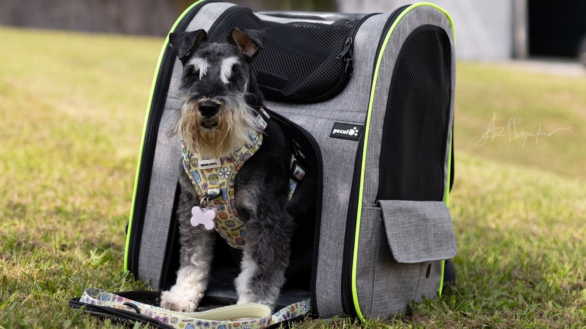 Perro en transportín de Pecute tipo mochila
