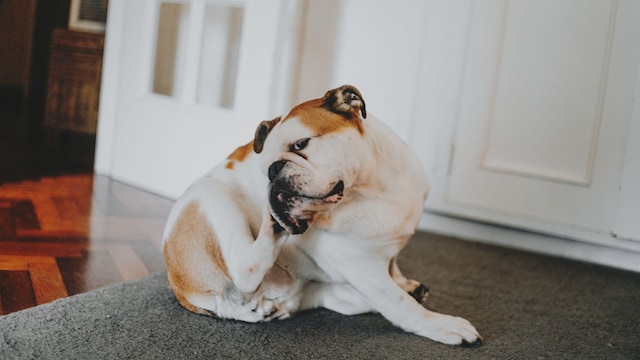 Un perro rascándose en el suelo de casa