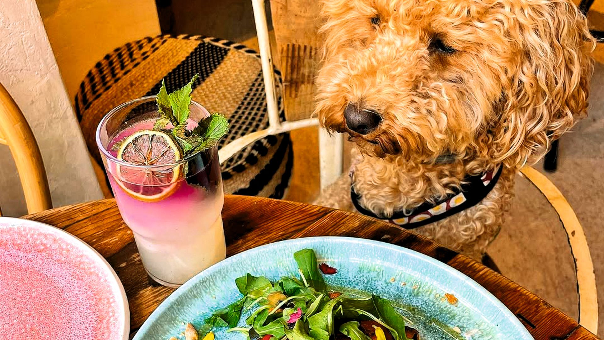 Las mejores actividades para hacer con tu perro en Madrid: desde visitar un museo a comer en restaurantes petfriendly