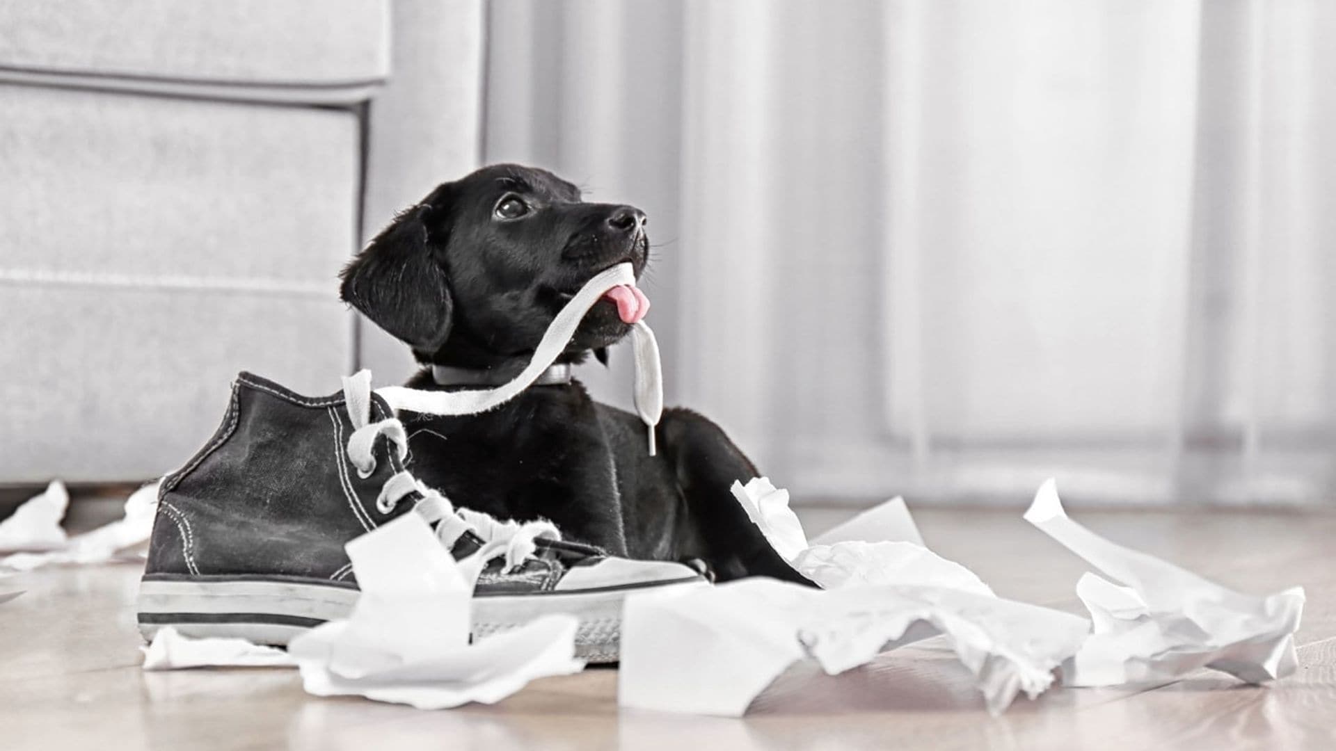 ¿Por qué mi perro lo muerde todo?