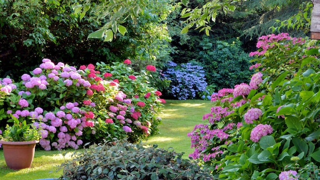 Jardin con arbustos con flor. 