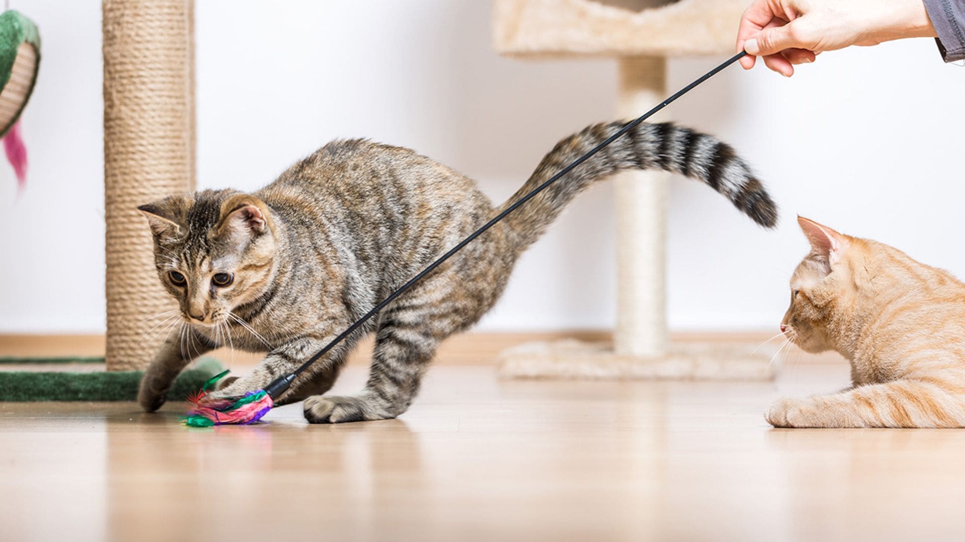 Mejores juguetes para gatos: descubre cómo mantener a tu felino entretenido, activo y feliz