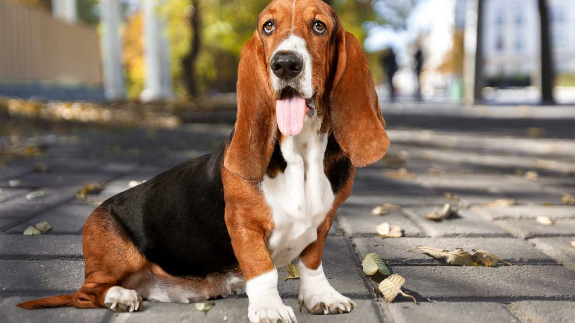 Razas de perro sabuesos que destacan por su gran olfato
