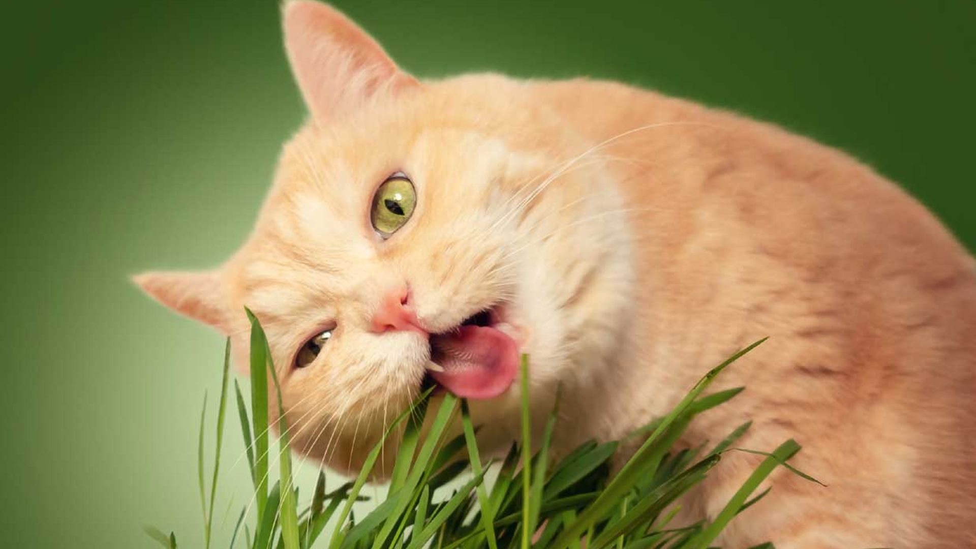 Esta es la razón por la que tu gato se come las plantas
