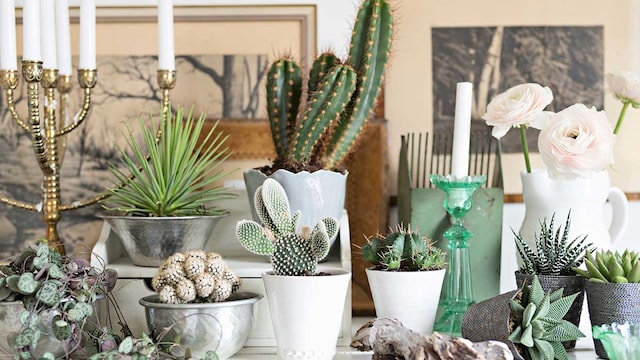 cactus