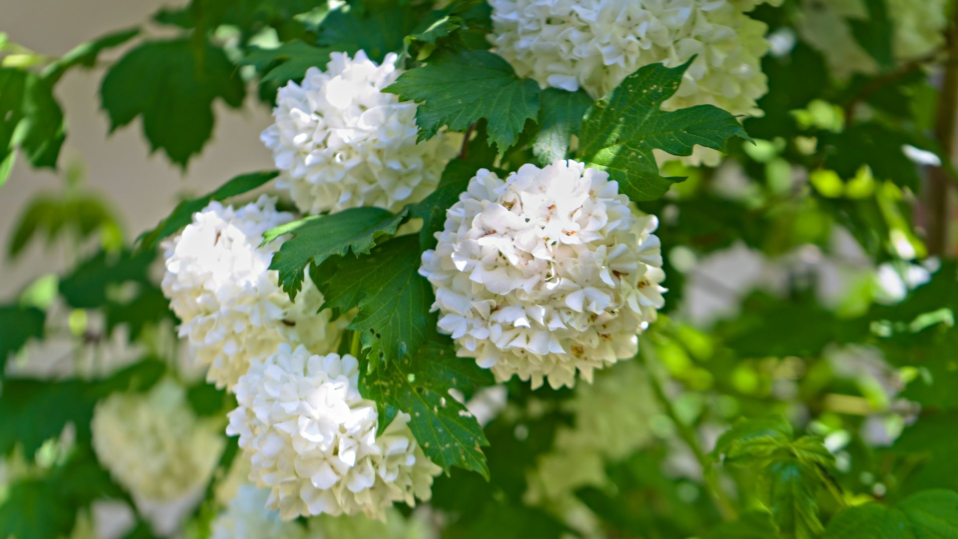 Viburnum Opulus