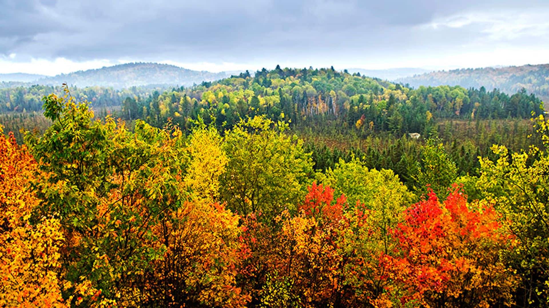 reforestacion
