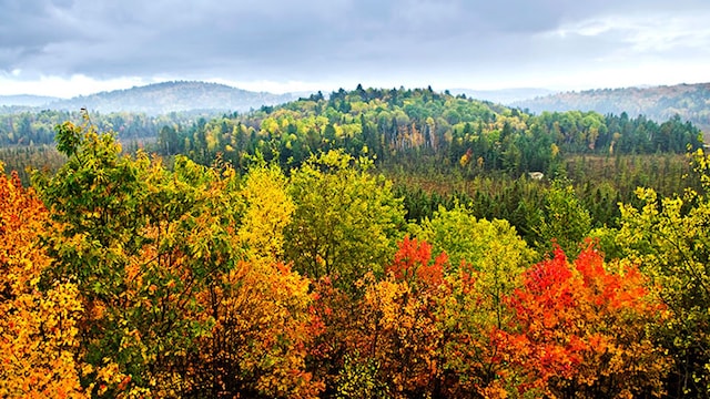 reforestacion