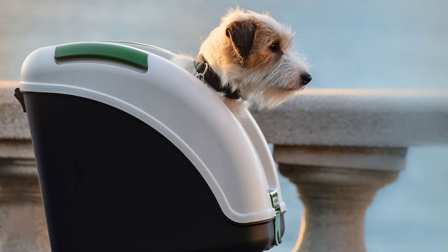 perro en transportin