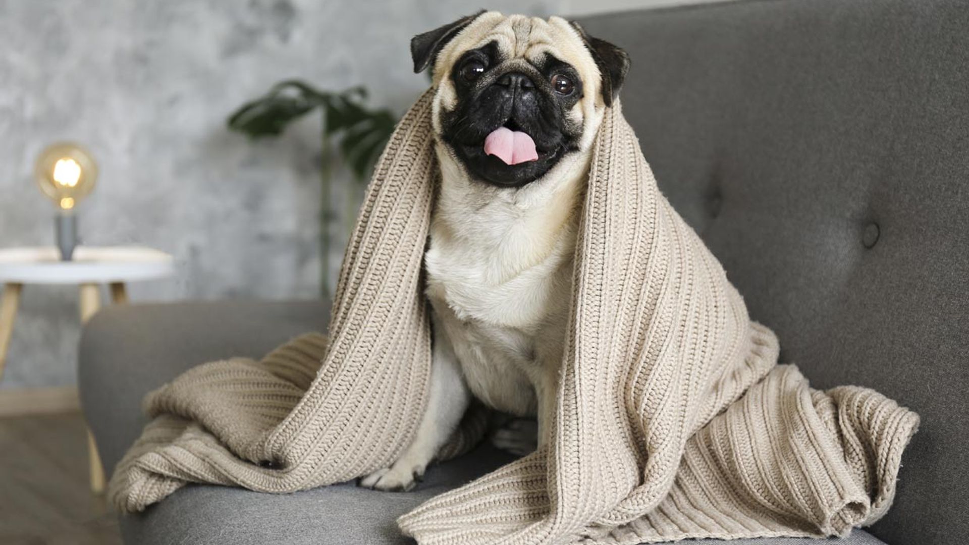 ¿Cuáles son las razas de perro más perezosas?