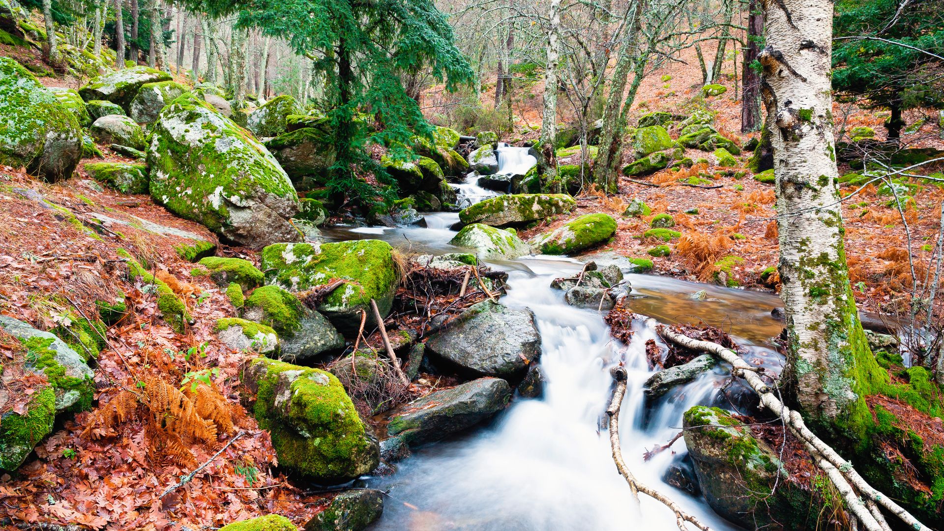 Bosque Abedular de Canencia Madrid