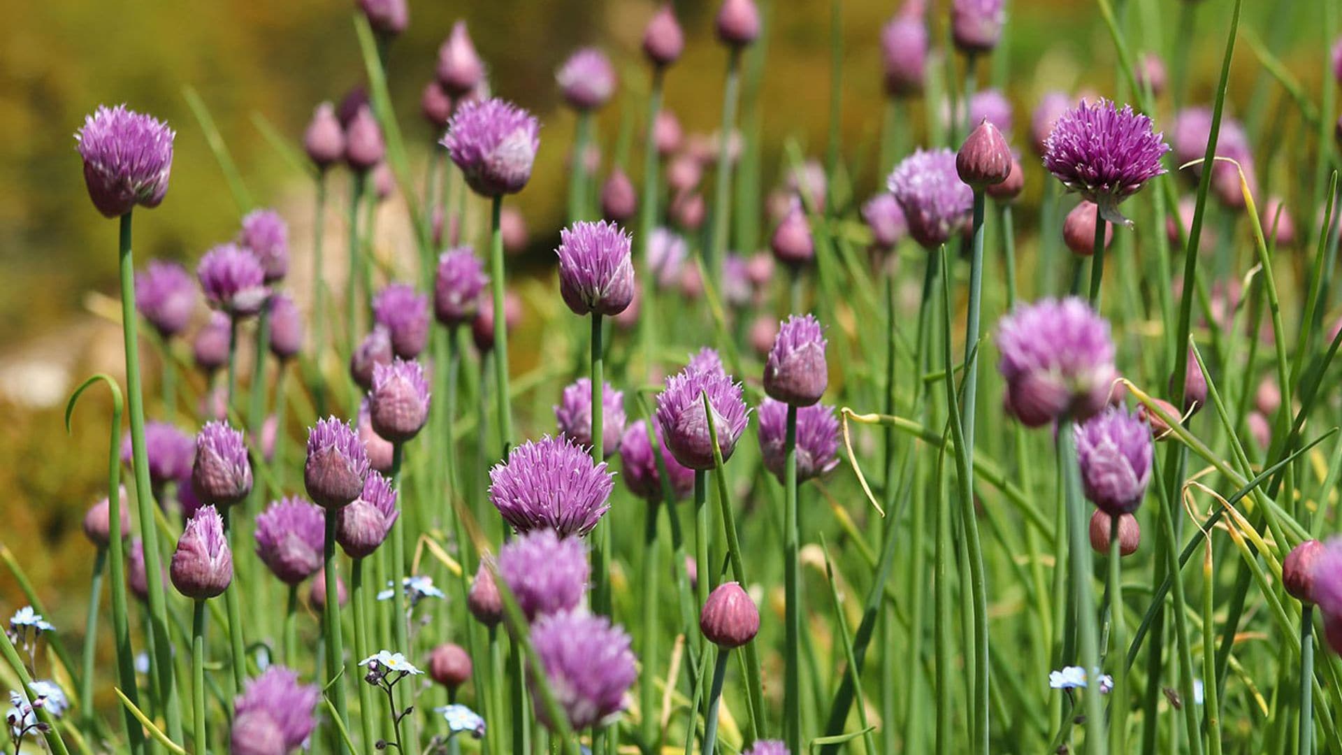 Hazte con un rincón de plantas aromáticas en tu jardín y dale un toque silvestre