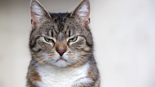 expresion gato