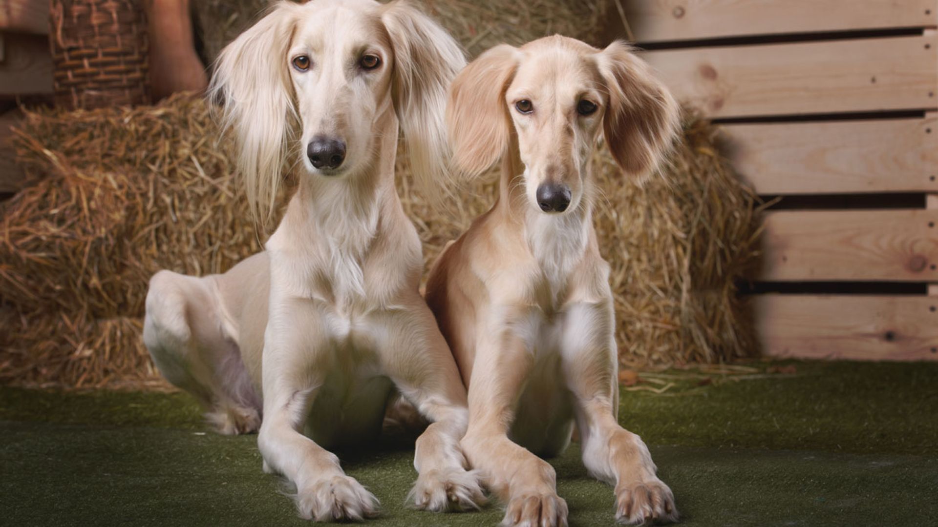 Estas son las razas de perro más antiguas