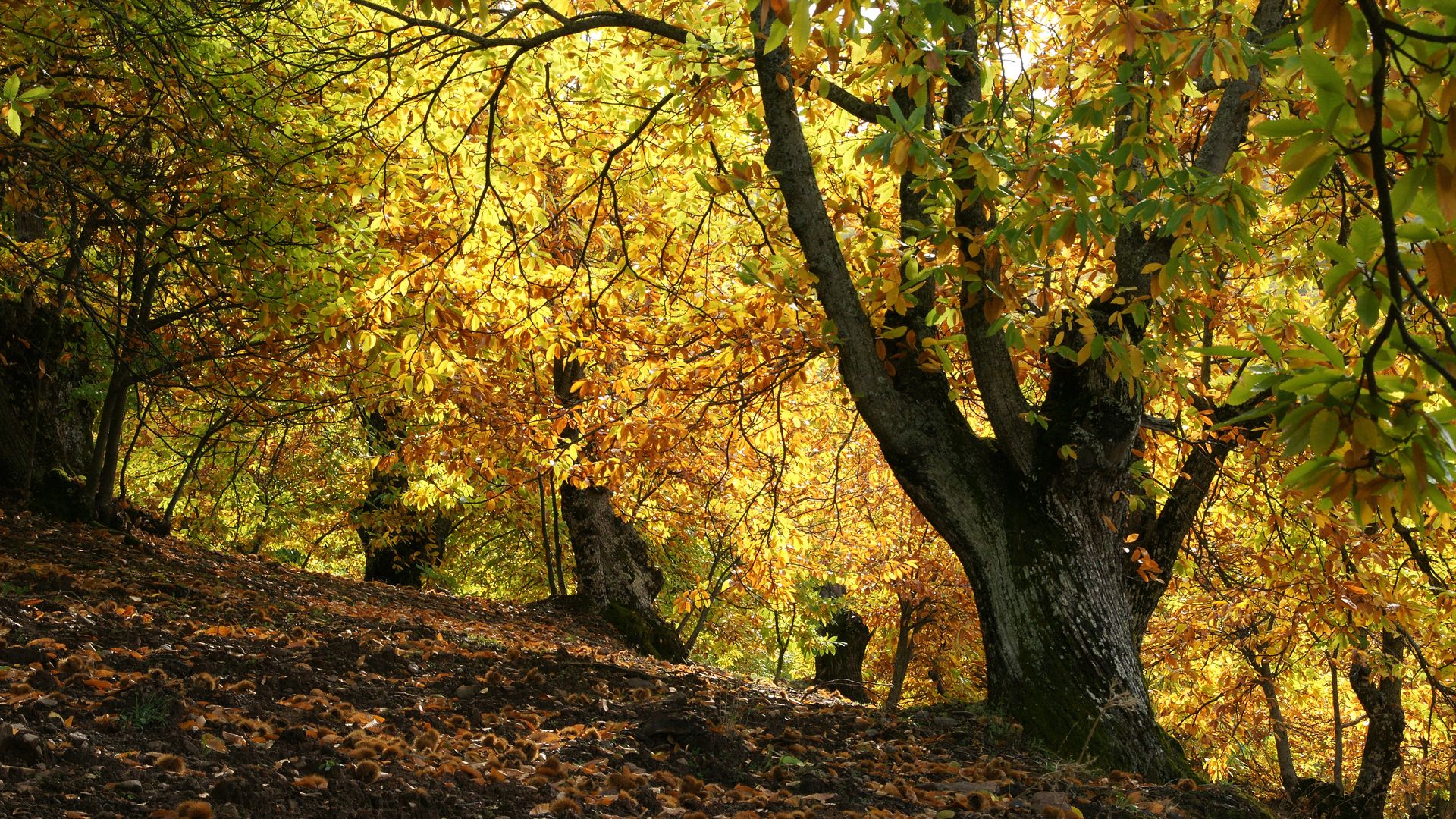 Bosque de otoño en Parauta, Valle del Genal, Málaga