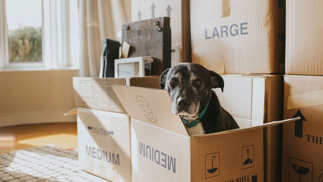 getty perro caja